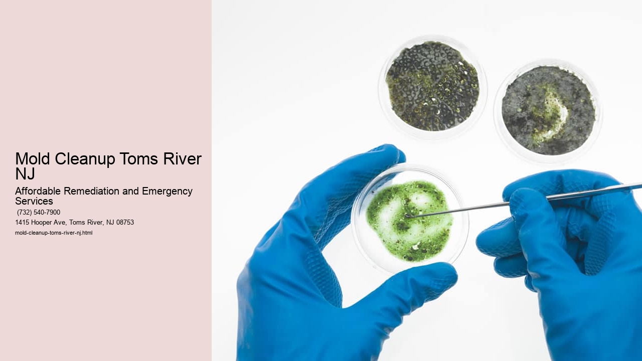 Mold Cleanup Toms River NJ